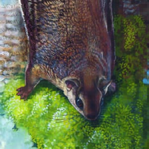 Hairy-footed Flying Squirrel / Belomys pearsonii