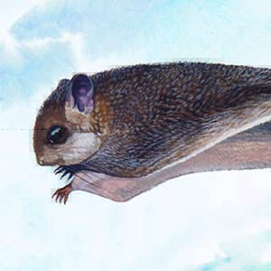 Palawan Flying Squirrel / Hylopetes nigripes