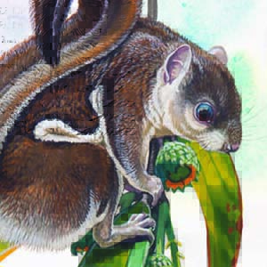 Indochinese Flying Squirrel / Hylopetes phayrei