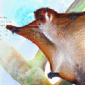 Japanese Giant Flying Squirrel / Petaurista leucogenys