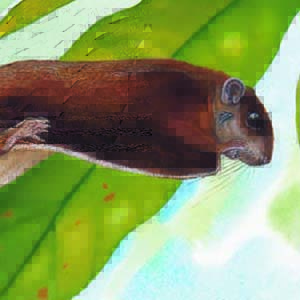 Whiskered Flying Squirrel / Petinomys genibarbis