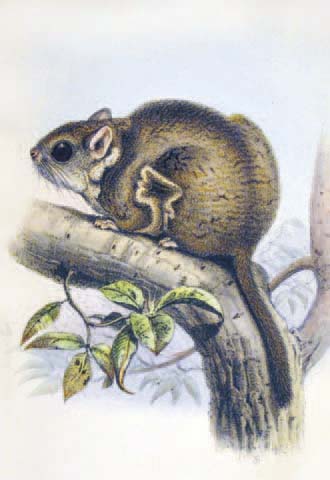 Beecroft’s Scaly-tailed Flying Squirrel