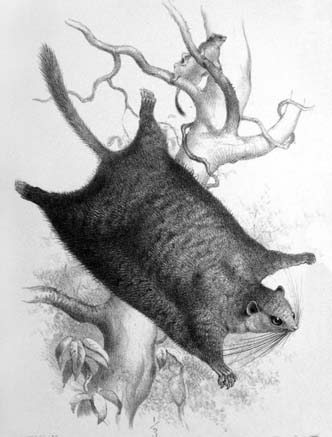 The Dwarf Scaly-tailed Flying Squirrel from Thomas