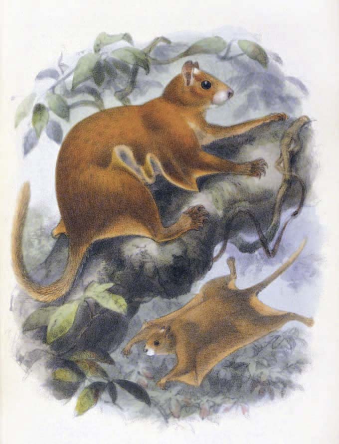 Beecroft’s Scaly-tailed Flying Squirrel from Alston