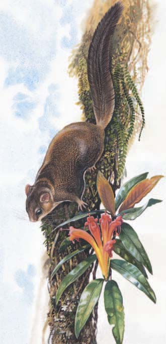 Flying squirrels of the genus Hylopetes