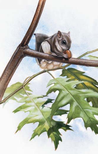 The ancestors of the Southern Flying Squirrel and closely related Northern Flying Squirrel migrated to North America during the mid- Miocene