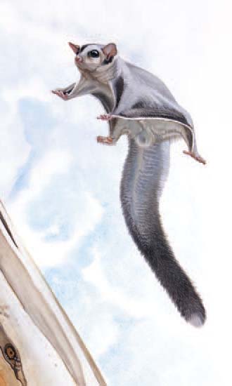 Most gliding mammals, such as this Sugar Glider, fall into the mass range of 100–500 grams.