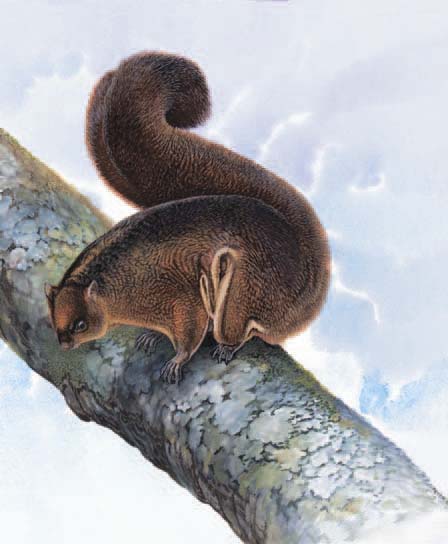 Bhutan Giant Flying Squirrel