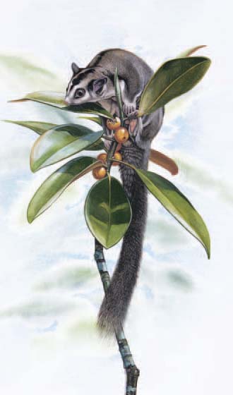 The marsupial Northern Glider inhabits undisturbed rainforest in northern New Guinea