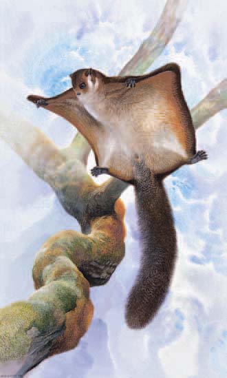 The Japanese Giant Flying Squirrel inhabits broad-leaved forest