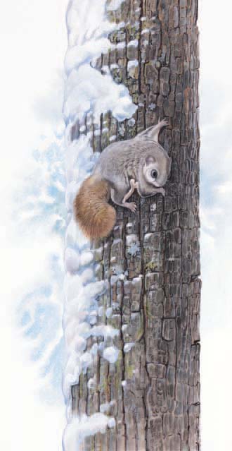 The Siberian Flying Squirrel