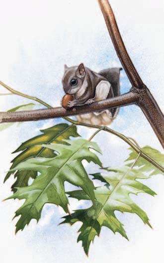 Some of the subspecies of the Southern Flying Squirrel are considered threatened