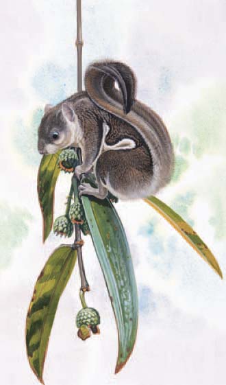 The Indochinese Flying Squirrel