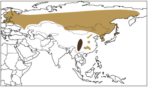 Distribution: Siberian Flying Squirrel