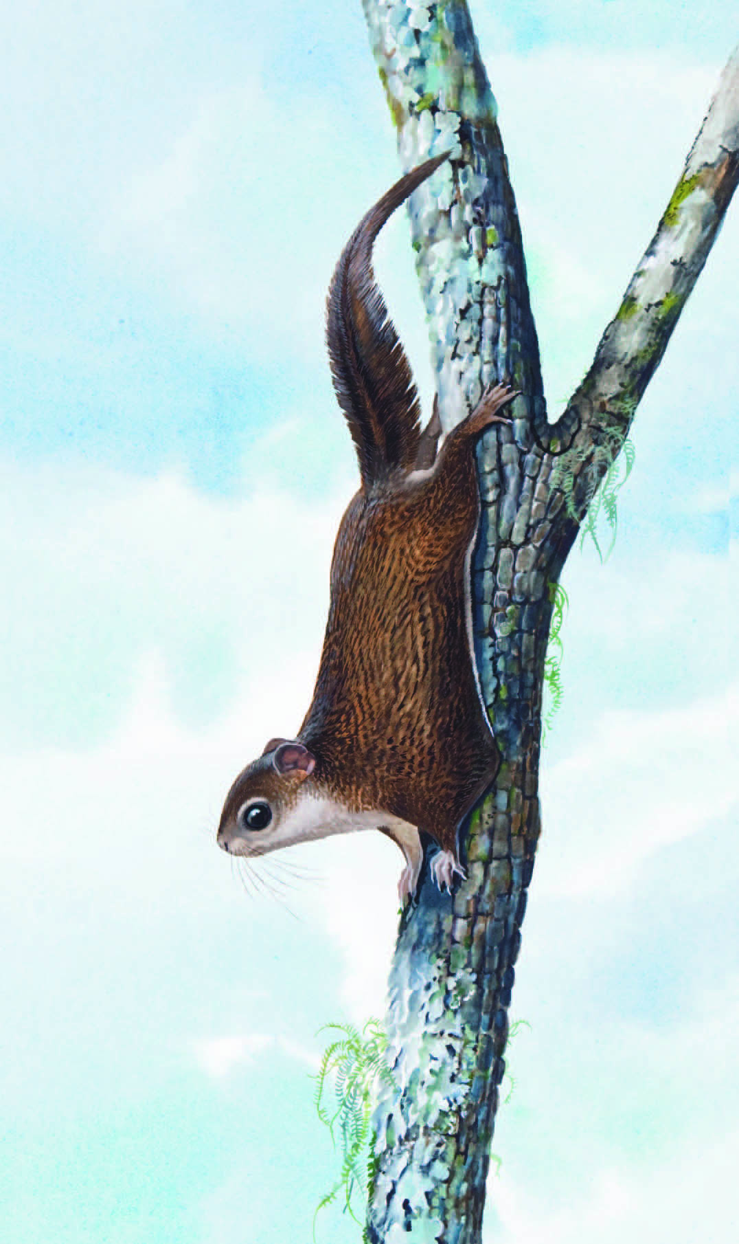 The Japanese Flying Squirrel weighs about 200 grams and is capable of gliding up to 100 metres