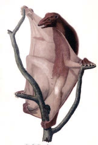 An illustration of the Philippine Colugo