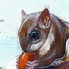 Southern Flying Squirrel / Glaucomys volans