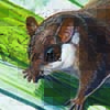 Lesser Pygmy Flying Squirrel / Petaurillus emiliae