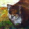 White-bellied Giant Flying Squirrel / Petaurista albiventer