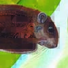 Whiskered Flying Squirrel / Petinomys genibarbis