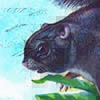 Siberut Flying Squirrel / Petinomys lugens