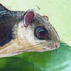 Temminck’s Flying Squirrel / Petinomys setosus