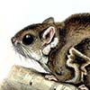 Beecroft’s Scaly-tailed Flying Squirrel / Anomalurops beecrofti