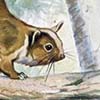 Lord Derby’s Scaly-tailed Flying Squirrel / Anomalurus derbianus