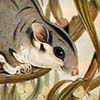 Squirrel Glider / Petaurus norfolcensis