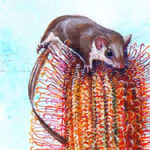 Feathertail Glider / Acrobates pygmaeus