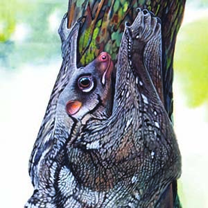 Malayan Colugo / Galeopterus variegatus