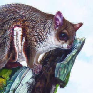 North Chinese Flying Squirrel / Aeretes melanopterus
