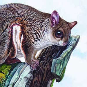 North Chinese Flying Squirrel / Aeretes melanopterus