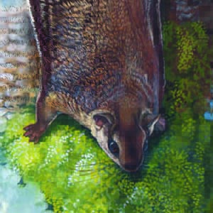 Hairy-footed Flying Squirrel / Belomys pearsonii