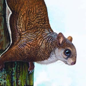 Kashmir Flying Squirrel / Eoglaucomys fimbriatus