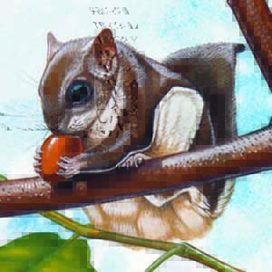 Southern Flying Squirrel / Glaucomys volans