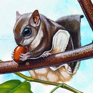 Southern Flying Squirrel / Glaucomys volans