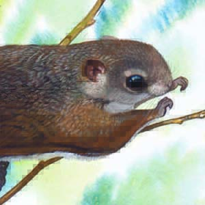 Particolored Flying Squirrel / Hylopetes alboniger
