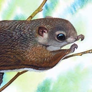 Particolored Flying Squirrel / Hylopetes alboniger