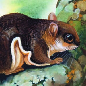 Bartel’s Flying Squirrel / Hylopetes bartelsi