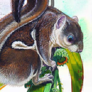 Indochinese Flying Squirrel / Hylopetes phayrei