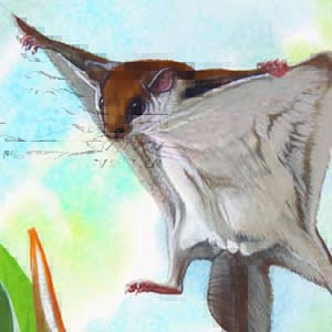 Grey-cheeked Flying Squirrel / Hylopetes platyurus