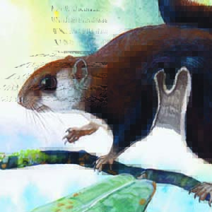 Arrow-tailed Flying Squirrel / Hylopetes sagitta