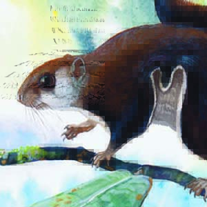 Arrow-tailed Flying Squirrel / Hylopetes sagitta