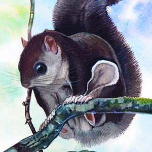 Sipora Flying Squirrel / Hylopetes sipora