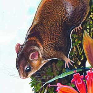 Red-cheeked Flying Squirrel / Hylopetes spadiceus