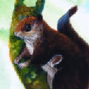 Sumatran Flying Squirrel / Hylopetes winstoni