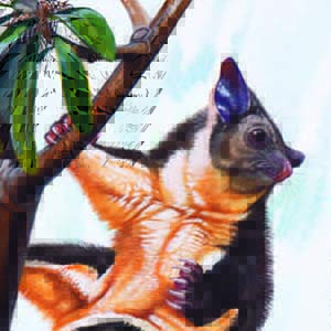 Yellow-bellied Glider / Petaurus australis