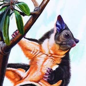 Yellow-bellied Glider / Petaurus australis