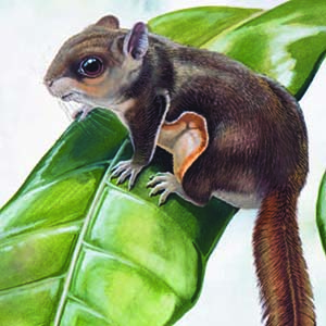 Javanese Flying Squirrel / Iomys horsfieldi